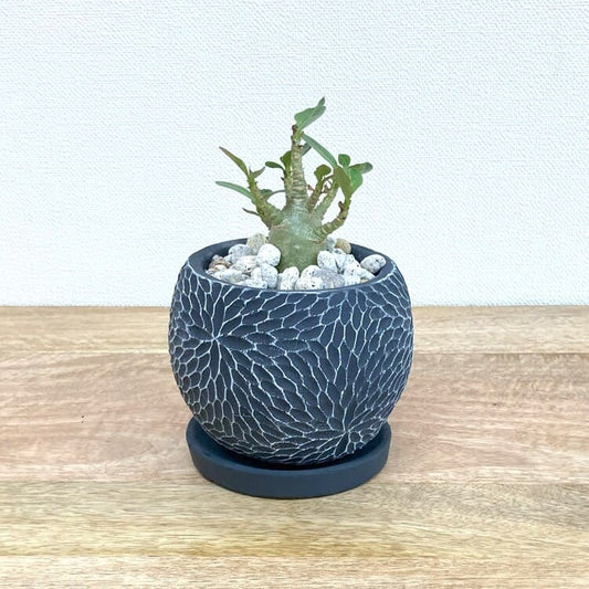 アデニウム・アラビカム + CC035-120