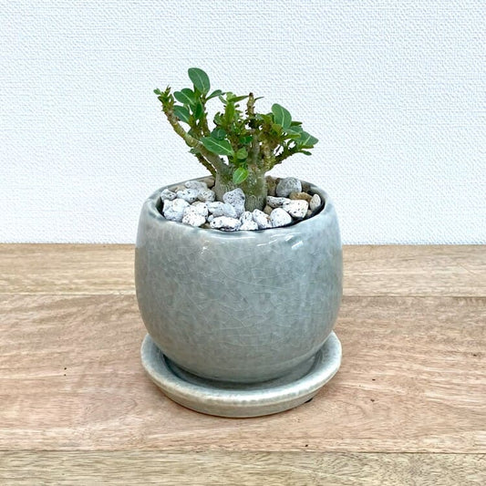 アデニウム・アラビカム + MM038-115