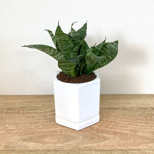 サンスベリア・ハニーグリーン + RR013-110