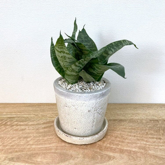 サンスベリア・ハニーグリーン + KT403-125