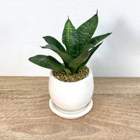 サンスベリア・ハニーグリーン + MM038-115