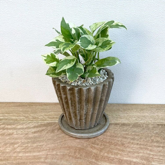 ポトス・エンジョイ + YS0592-125