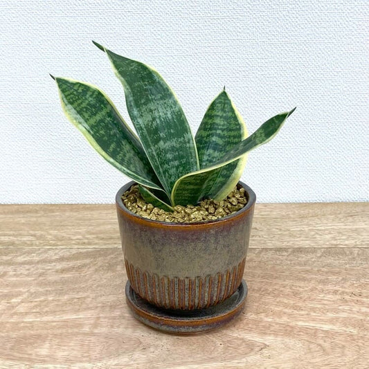 サンスベリア・グリーングランデ + YD011-090