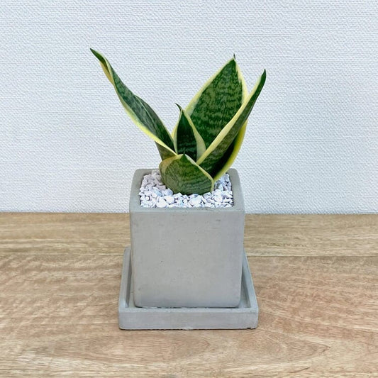 サンスベリア・グリーングランデ + CC003-080