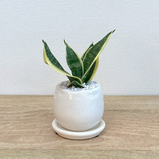 サンスベリア・グリーングランデ + MM039-080