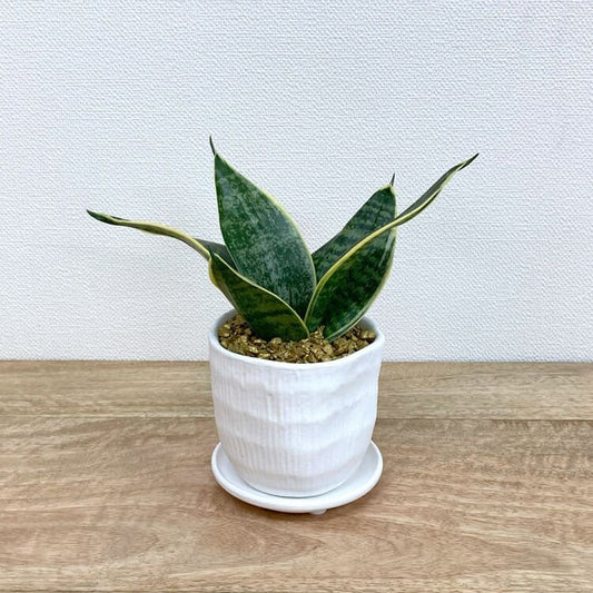 サンスベリア・グリーングランデ + MM009-090