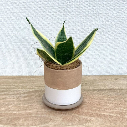 サンスベリア・グリーングランデ + RR417-080