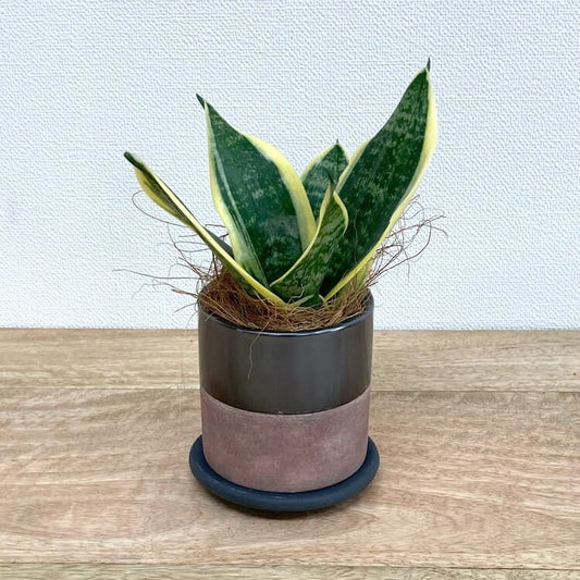 サンスベリア・グリーングランデ + RR417-080