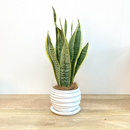 サンスベリア M・ローレンチー + MM096-160