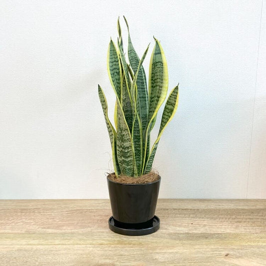 サンスベリア M・ローレンチー + MM065-135