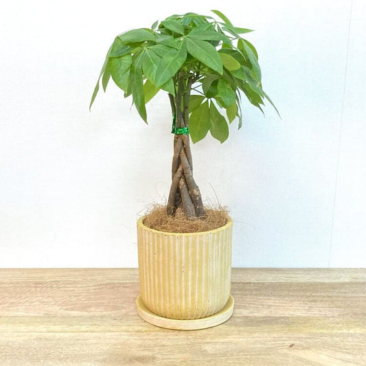 パキラ 編み込み + AS073-180