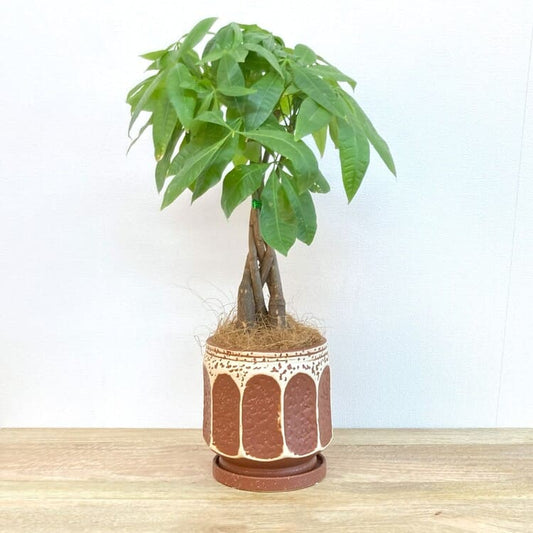 パキラ 編み込み + GP118-180