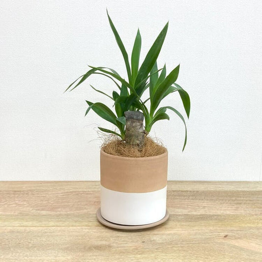 ユッカ・エレファンティペス + RR417-150