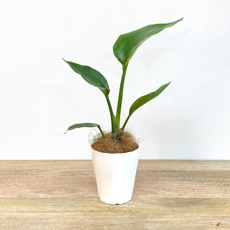 ストレリチア・オーガスタ