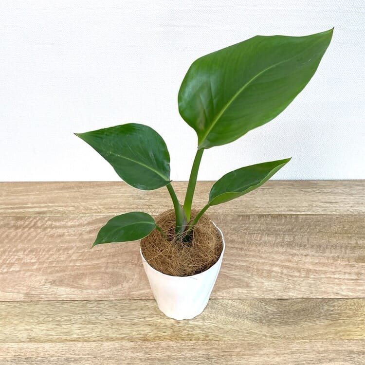 ストレリチア・オーガスタ