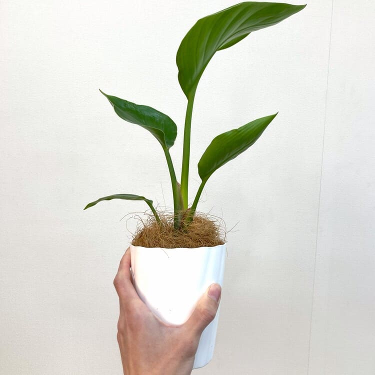 ストレリチア・オーガスタ