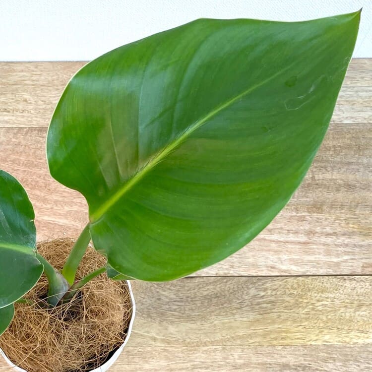 ストレリチア・オーガスタ