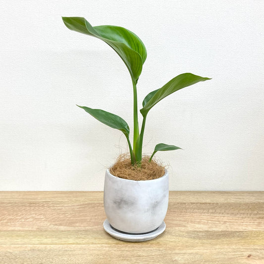 ストレリチア・オーガスタ + MM059-145