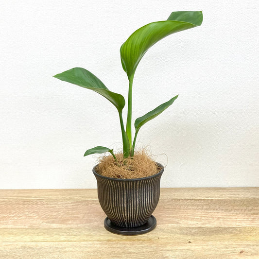 ストレリチア・オーガスタ + MM083-160