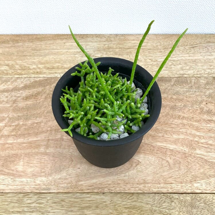 リプサリス・ケレウスクラ