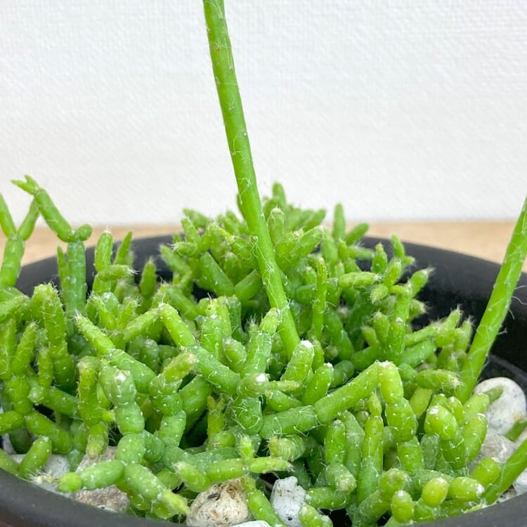 リプサリス・ケレウスクラ