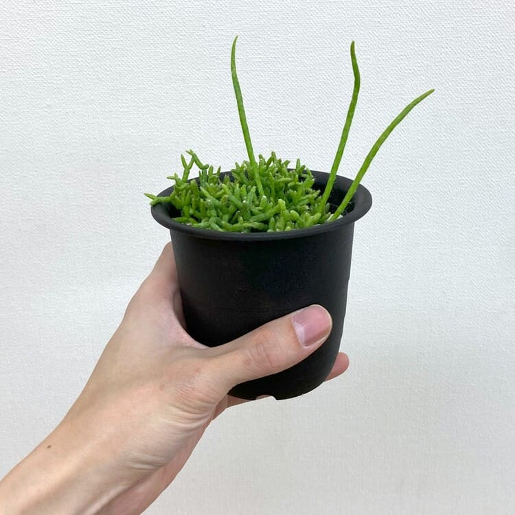 リプサリス・ケレウスクラ