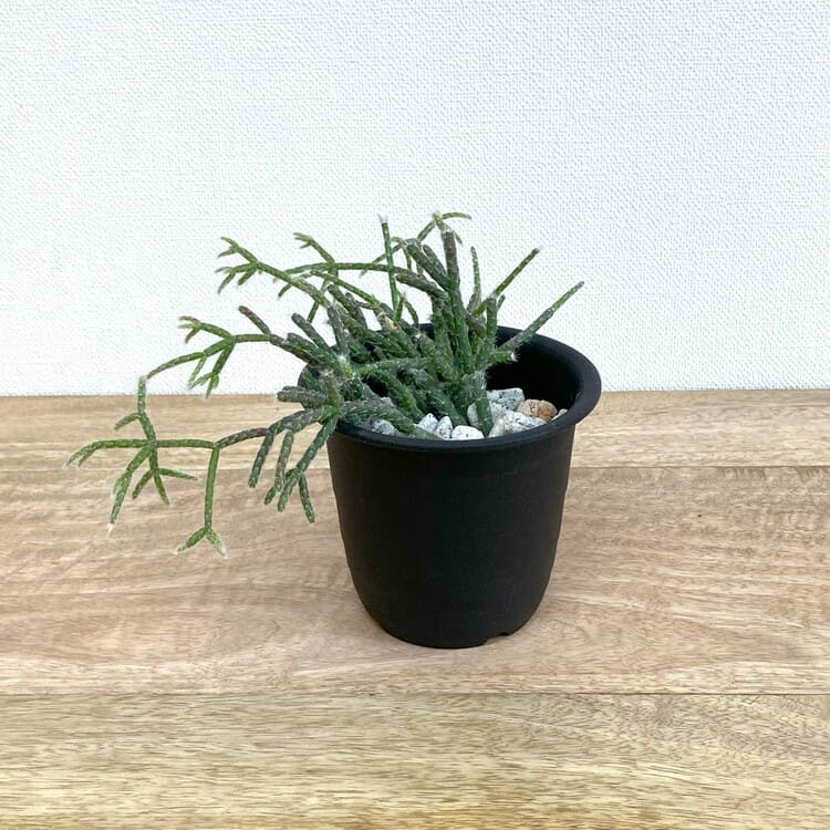 リプサリス・フロストシュガー