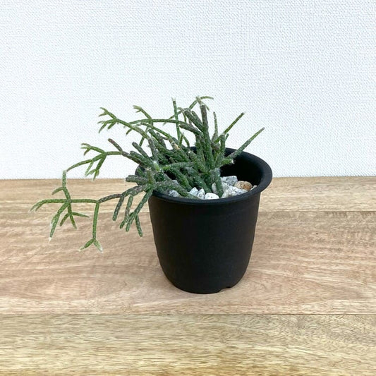 リプサリス・フロストシュガー