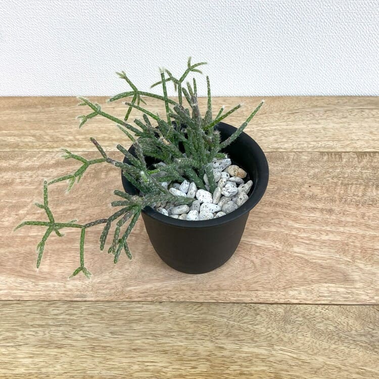 リプサリス・フロストシュガー