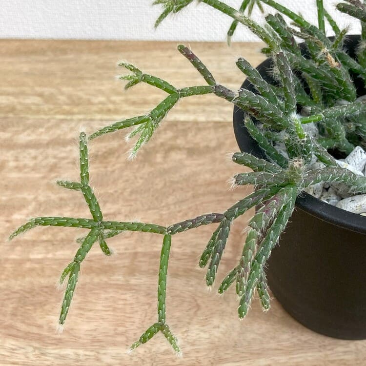 リプサリス・フロストシュガー