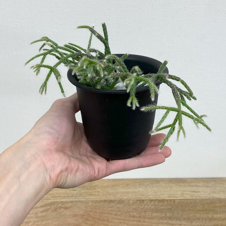 リプサリス・フロストシュガー