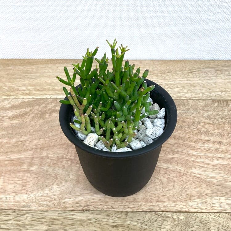 リプサリス・ハティオラ・バンブソイデス