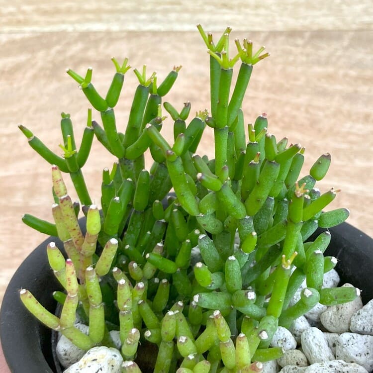 リプサリス・ハティオラ・バンブソイデス