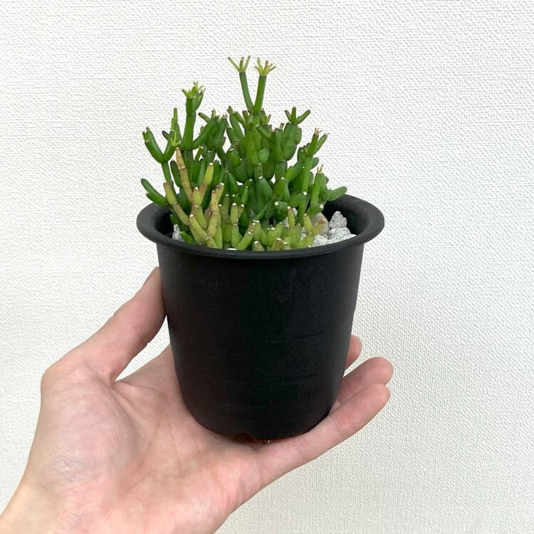 リプサリス・ハティオラ・バンブソイデス