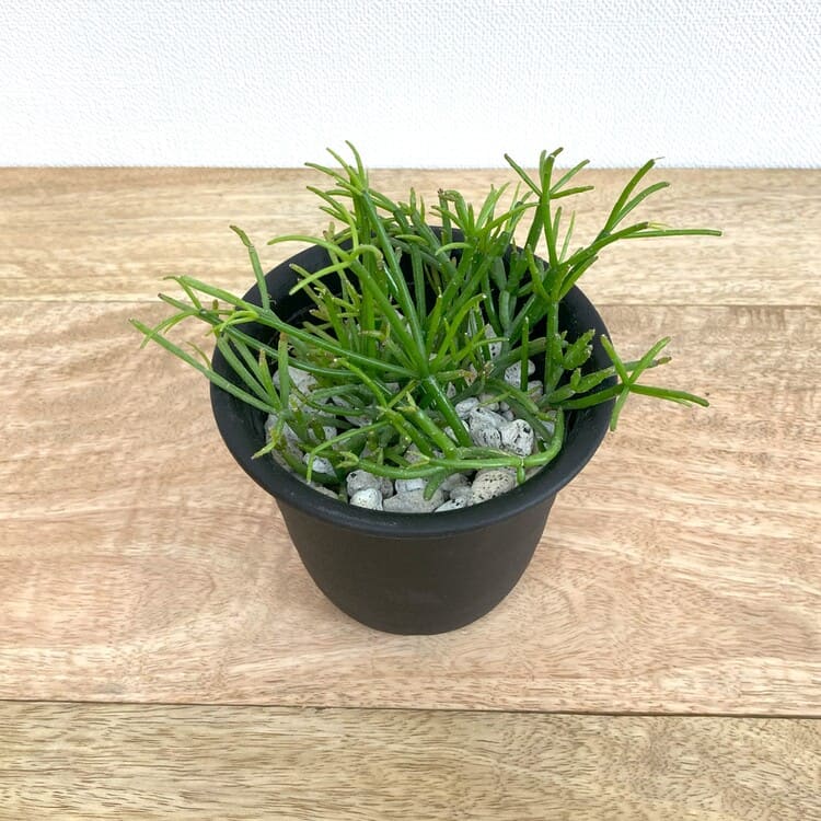 リプサリス・カスッサ