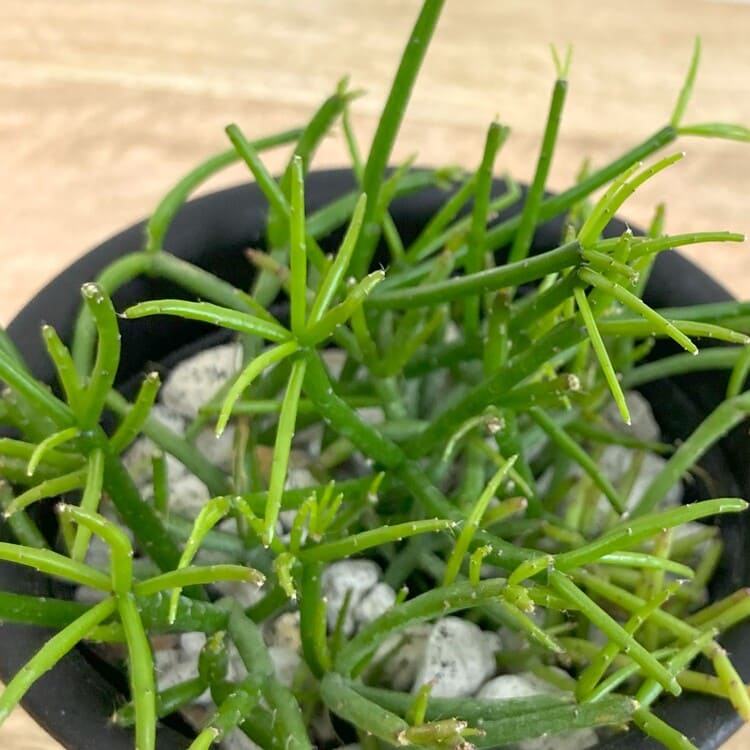 リプサリス・カスッサ