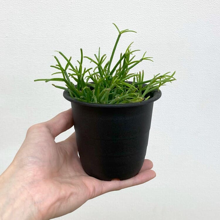 リプサリス・カスッサ