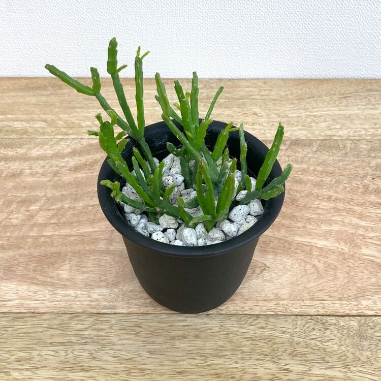 リプサリス・エワルディアナ