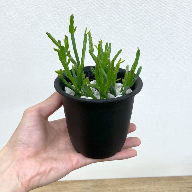 リプサリス・エワルディアナ