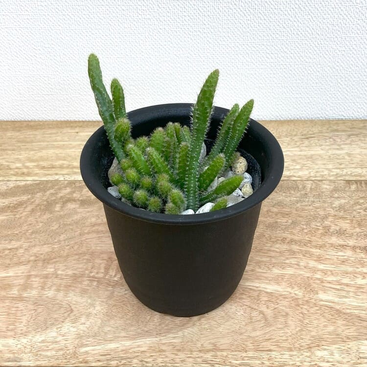 リプサリス・ホリダ