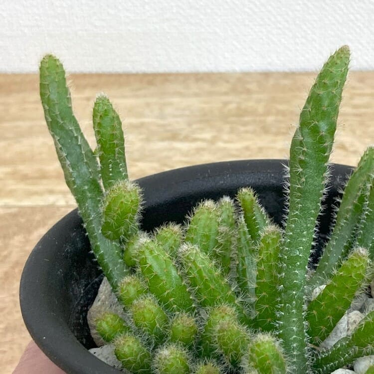 リプサリス・ホリダ