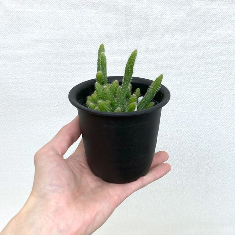 リプサリス・ホリダ