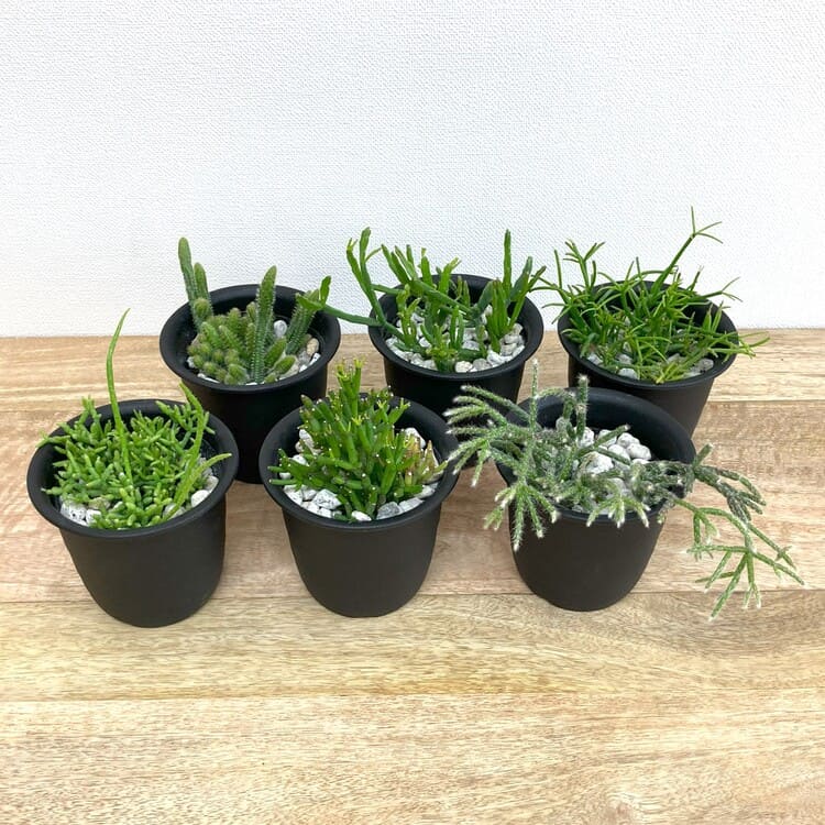 リプサリス・エワルディアナ