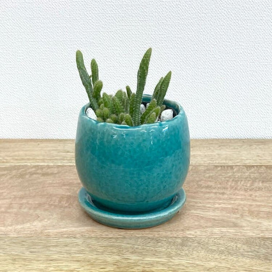 リプサリス・ホリダ + MM038-115