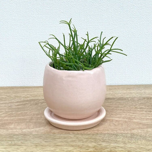 リプサリス・カスッサ + MM038-115