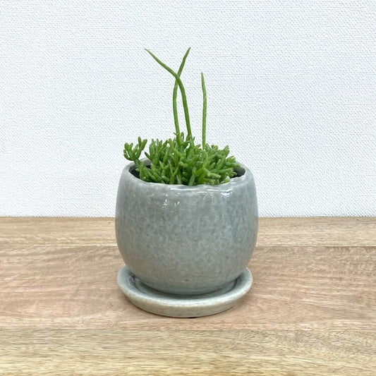 リプサリス・ケレウスクラ + MM038-115