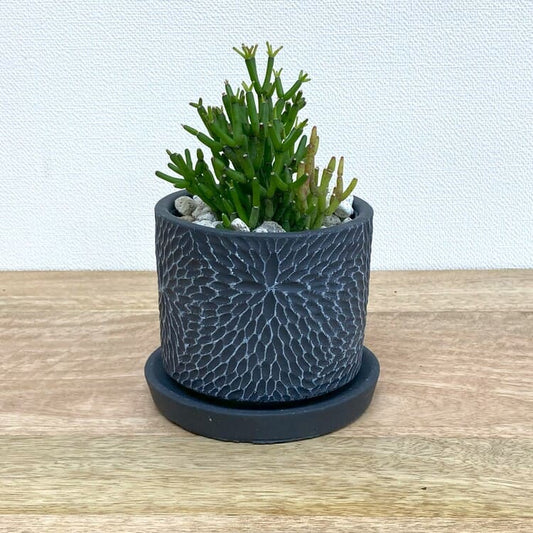 リプサリス・ハティオラ・バンブソイデス + CC036-110