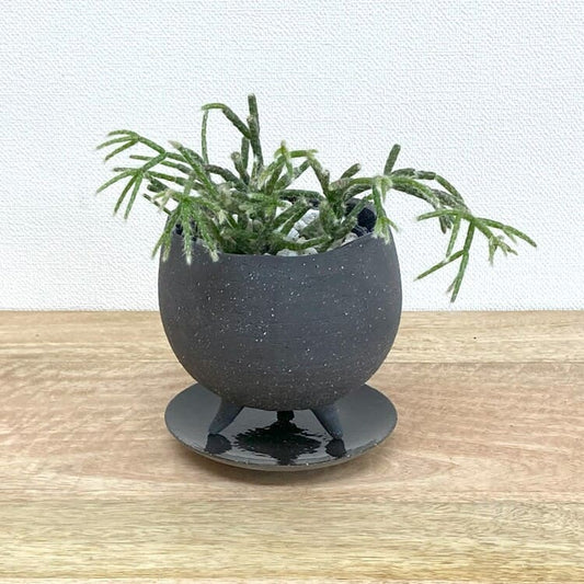 リプサリス・フロストシュガー + MM086-120