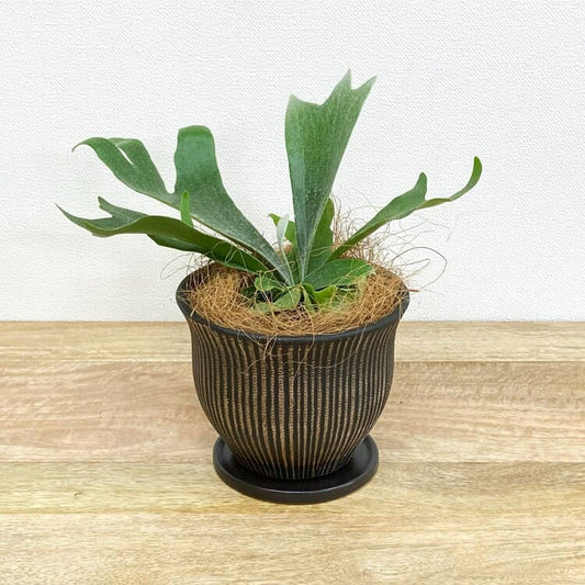 コウモリラン・アルシコルネ + MM083-160