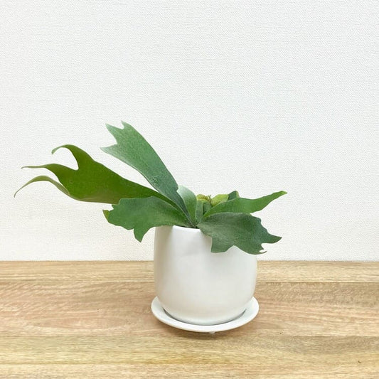 コウモリラン・アルシコルネ + GP101-130